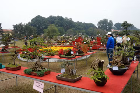 Nhiều cây cảnh từ nhỏ tới lớn có giá trị khác nhau được trưng bày. Nhiều cây cảnh từ nhỏ tới lớn có giá trị khác nhau được trưng bày