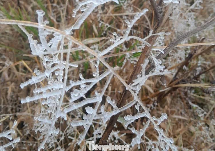 Băng giá trắng xóa khắp các biển hiệu, đường đi, cây cỏ xung quanh...