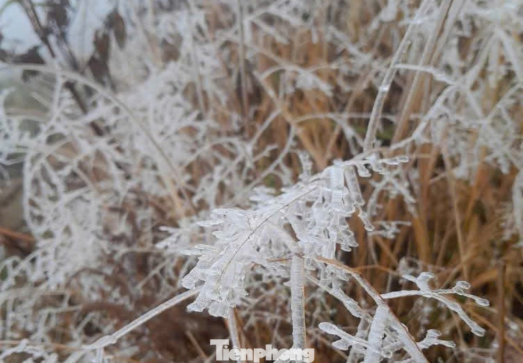 Chiều và đêm nay 11/1, không khí lạnh sẽ tiếp tục được tăng cường, khiến nhiệt độ tại nhiều khu vực giảm sâu hơn. Bắc bộ và khu vực Thanh Hóa - Nghệ An trời rét đậm, đặc biệt vùng núi và trung du Bắc bộ rét đậm, rét hại. Tại vùng núi cao, nhiệt độ có thể giảm sâu dưới 3 độ C. Các khu vực núi nơi có độ cao từ 2.300m trở lên cần đề phòng băng giá, sương muối xuất hiện gây hại, đỉnh Fansipan khả năng xảy ra mưa tuyết, hoặc mưa lẫn tuyết với cường độ nhẹ.