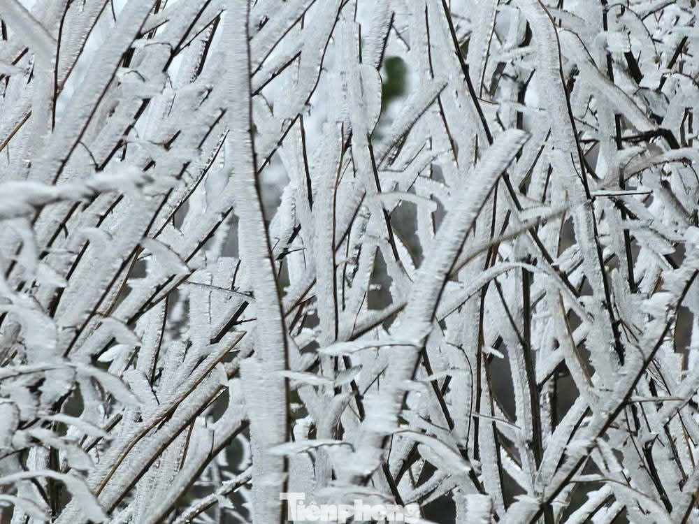 Theo anh Giàng A Ku (còn gọi là Ku Porter), địa điểm xuất hiện băng giá tại huyện Mù Cang Chải là đỉnh đèo La Pán Tẩn thuộc xã La Pán Tẩn. Anh Giàng A Ku cho biết, cây cối trên núi đã có nước đóng băng.