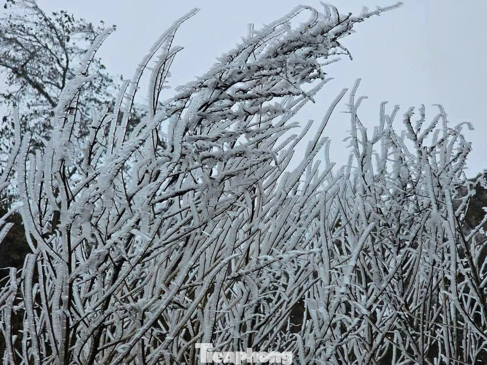 Trong khi đó, tại Lào Cai, băng giá xuất hiện tại một số đỉnh núi cao như Lảo Thẩn, Kỳ Quan San, và một số điểm tại xã Y Tý, huyện Bát Xát.