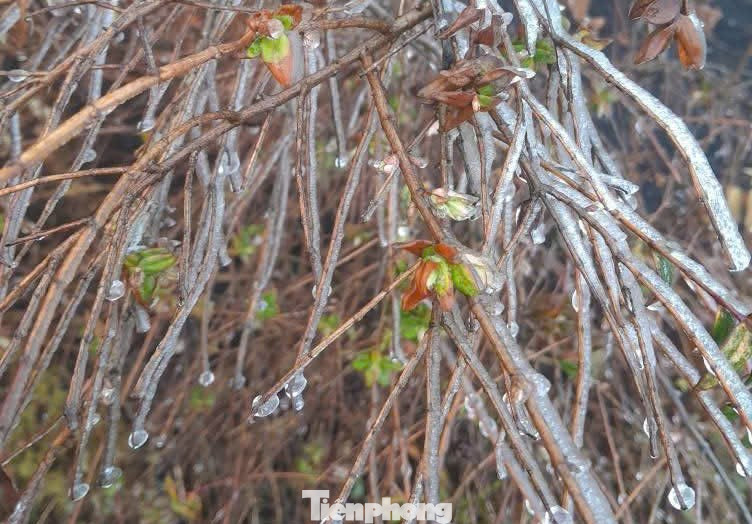 Băng giá trắng xóa khắp các biển hiệu, đường đi, cây cỏ xung quanh...