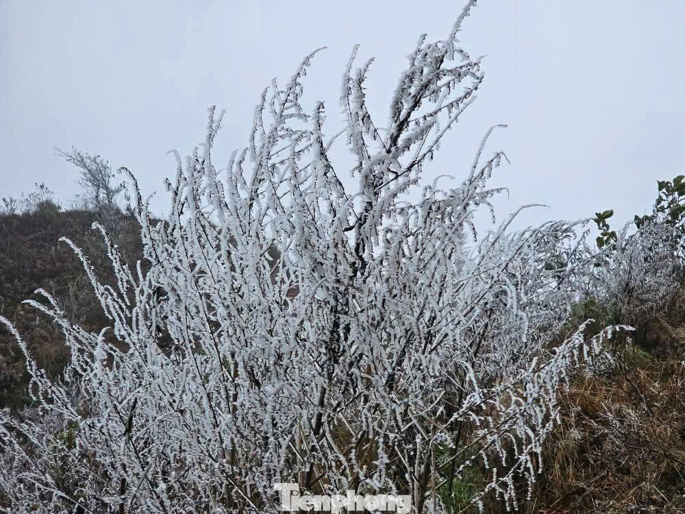 Trong khi đó, tại Lào Cai, băng giá xuất hiện tại một số đỉnh núi cao như Lảo Thẩn, Kỳ Quan San, và một số điểm tại xã Y Tý, huyện Bát Xát.