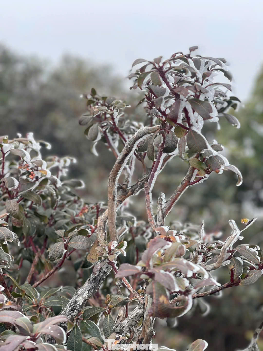 Trước tình trạng thời tiết diễn biến bất lợi, người dân các địa phương, nhất là các huyện miền núi cần áp dụng mọi biện pháp hữu hiệu nhất phòng chống rét cho cây trồng, vật nuôi các loại. Biện pháp tốt nhất là không chăn thả đàn gia súc, gia cầm khi nhiệt độ ngoài trời dưới 12 độ C, hoặc khi băng giá, sương muối chưa tan hết. Bổ sung thêm các chất vi khoáng vào thức ăn cho vật nuôi để tăng sức đề kháng chống lại lạnh rét; mọi gia đình cần chăm sóc tốt sức khỏe cho người già và trẻ nhỏ. Đặc biệt là trẻ sơ sinh để phòng tránh mắc các bệnh về mùa đông khi nhiệt độ giảm thấp.