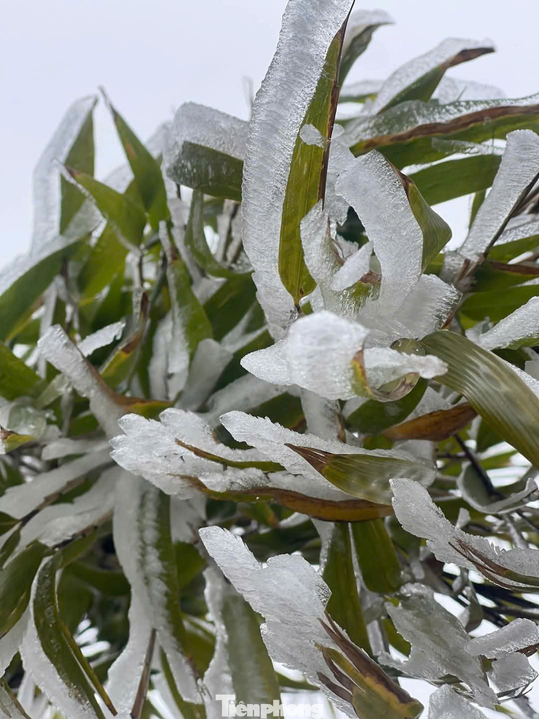 Trước tình trạng thời tiết diễn biến bất lợi, người dân các địa phương, nhất là các huyện miền núi cần áp dụng mọi biện pháp hữu hiệu nhất phòng chống rét cho cây trồng, vật nuôi các loại. Biện pháp tốt nhất là không chăn thả đàn gia súc, gia cầm khi nhiệt độ ngoài trời dưới 12 độ C, hoặc khi băng giá, sương muối chưa tan hết. Bổ sung thêm các chất vi khoáng vào thức ăn cho vật nuôi để tăng sức đề kháng chống lại lạnh rét; mọi gia đình cần chăm sóc tốt sức khỏe cho người già và trẻ nhỏ. Đặc biệt là trẻ sơ sinh để phòng tránh mắc các bệnh về mùa đông khi nhiệt độ giảm thấp.