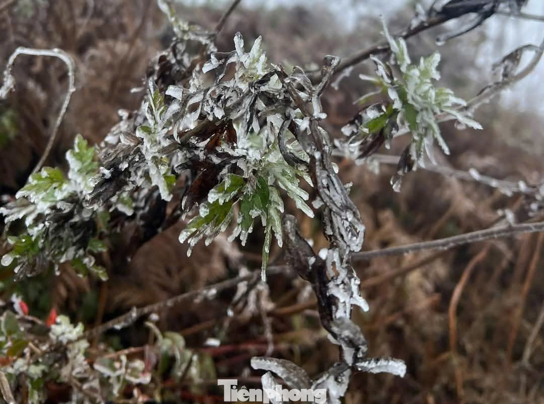 Theo những &quot;porter&quot; (người làm nghề hướng dẫn và vận chuyển đồ leo núi) cho biết, sáng sớm tại đỉnh Lảo Thẩn nhiệt độ xuống dưới 1 độ C và bắt đầu xuất hiện băng giá.