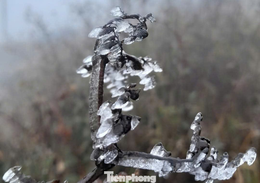 Băng giá trắng xóa khắp các biển hiệu, đường đi, cây cỏ xung quanh...
