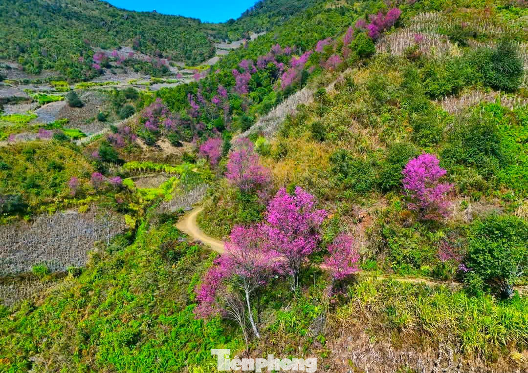 Nắm bắt lợi thế đó, những năm gần đây huyện Mù Cang Chải đã tổ chức Lễ hội hoa Tớ Dày và nghệ thuật biểu diễn khèn Mông, nghệ thuật vẽ sáp ong trên vải vào dịp đầu năm mới nhằm thu hút khách du lịch.