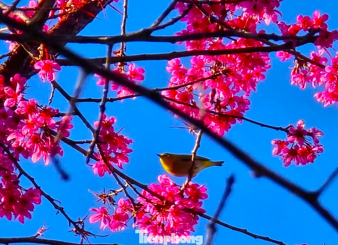 Khi hoa bung nở trên nương, điểm tô sắc thắm cho đại ngàn ở huyện vùng cao Mù Cang Chải, làm bừng sáng không gian núi đồi, bản làng như được khoác lên mình một màu áo mới...