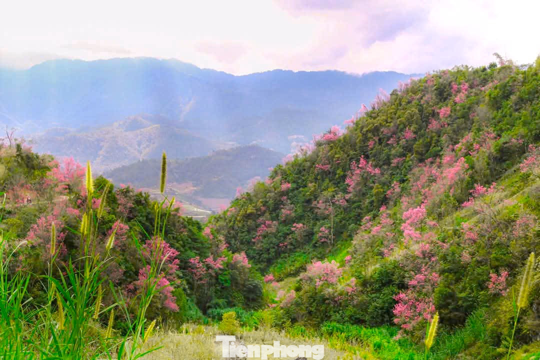 Anh Chay cho biết thêm "hoa Tớ Dày năm nay nở muộn hơn mọi năm, đúng dịp Tết Dương lịch và Tết Nguyên đán, du khách rất thích thú và đặt lịch tương đối nhiều".