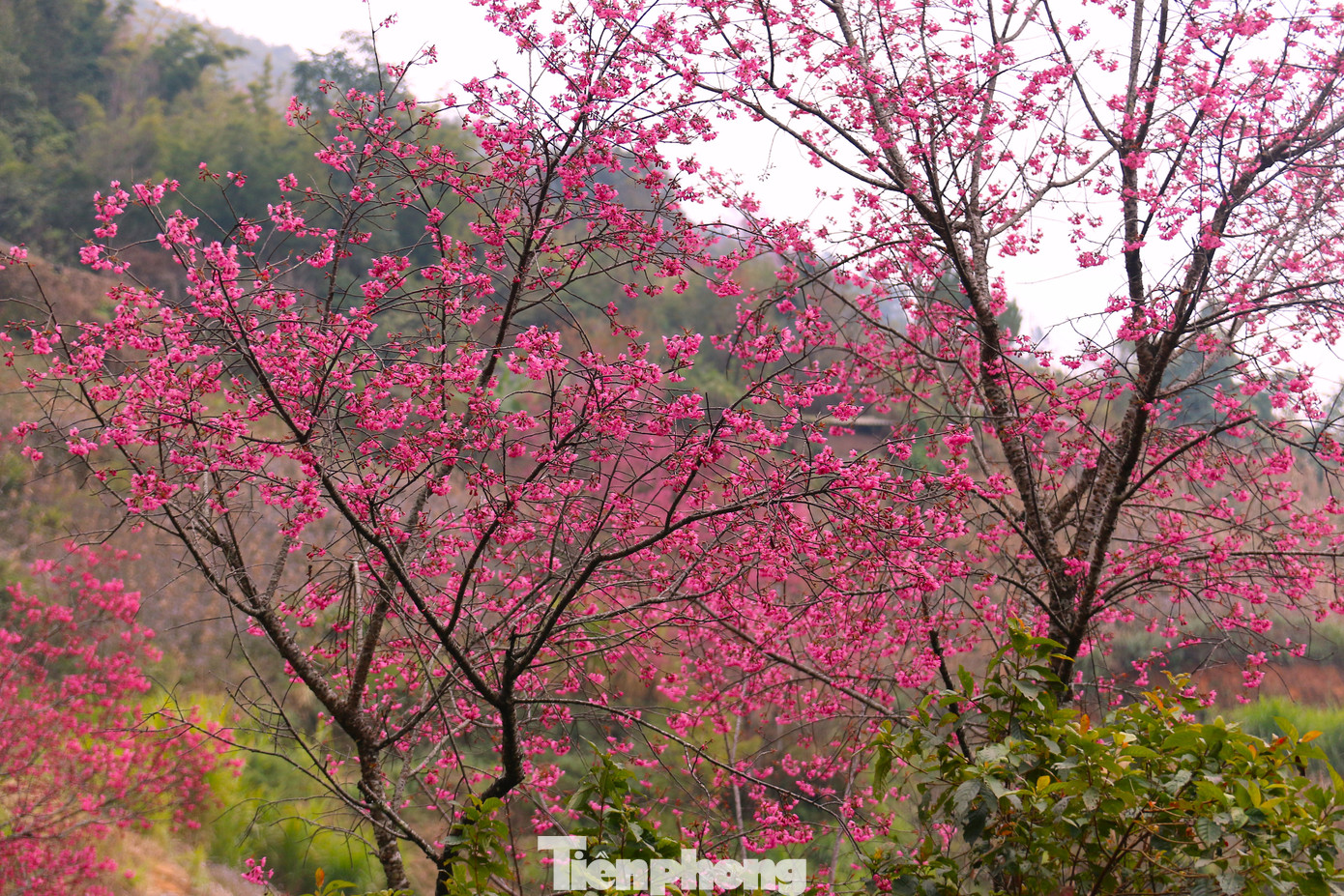 Hoa mọc nhiều ở trên núi đồi thuộc địa bàn huyện Mù Cang Chải như xã Nậm Khắt, Púng Luông, Dế Xu Phình, Lao Chải, Khao Pang... và đặc biệt là La Pán Tẩn.