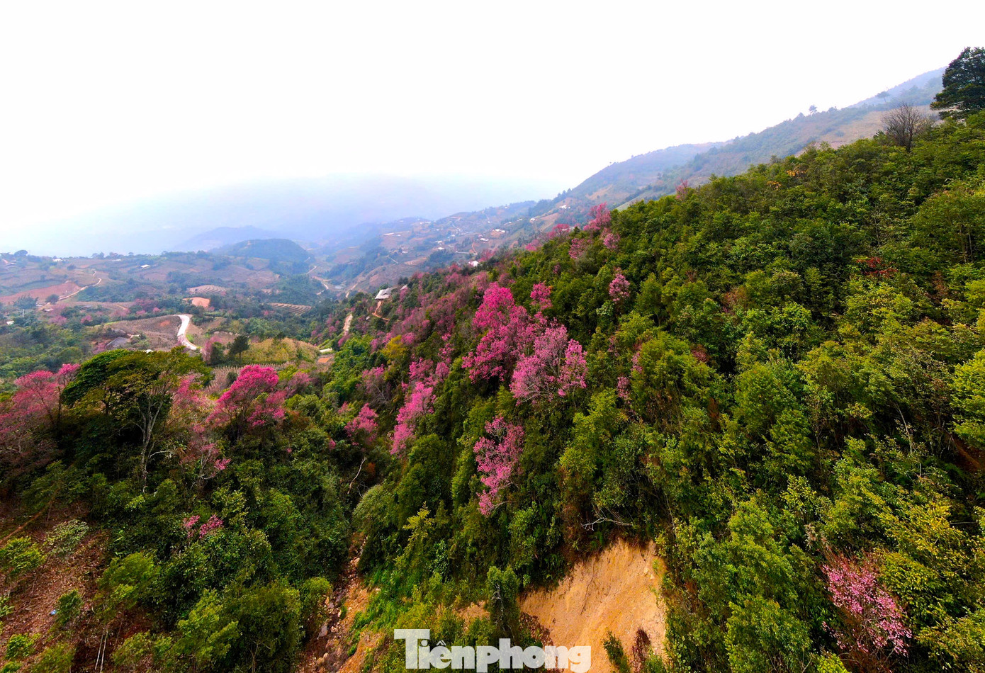 Hoa Tớ Dày là loài hoa rừng thuộc họ đào, được đồng bào Mông ở Mù Cang Chải gọi là "Pằng Tớ Dày", nghĩa là Hoa đào rừng.
