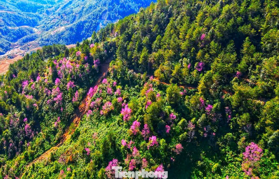 Nắm bắt lợi thế đó, những năm gần đây huyện Mù Cang Chải đã tổ chức Lễ hội hoa Tớ Dày và nghệ thuật biểu diễn khèn Mông, nghệ thuật vẽ sáp ong trên vải vào dịp đầu năm mới nhằm thu hút khách du lịch.