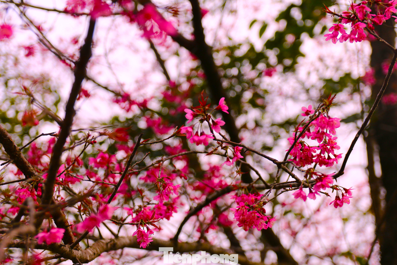 Hoa mọc nhiều ở trên núi đồi thuộc địa bàn huyện Mù Cang Chải như xã Nậm Khắt, Púng Luông, Dế Xu Phình, Lao Chải, Khao Pang... và đặc biệt là La Pán Tẩn.