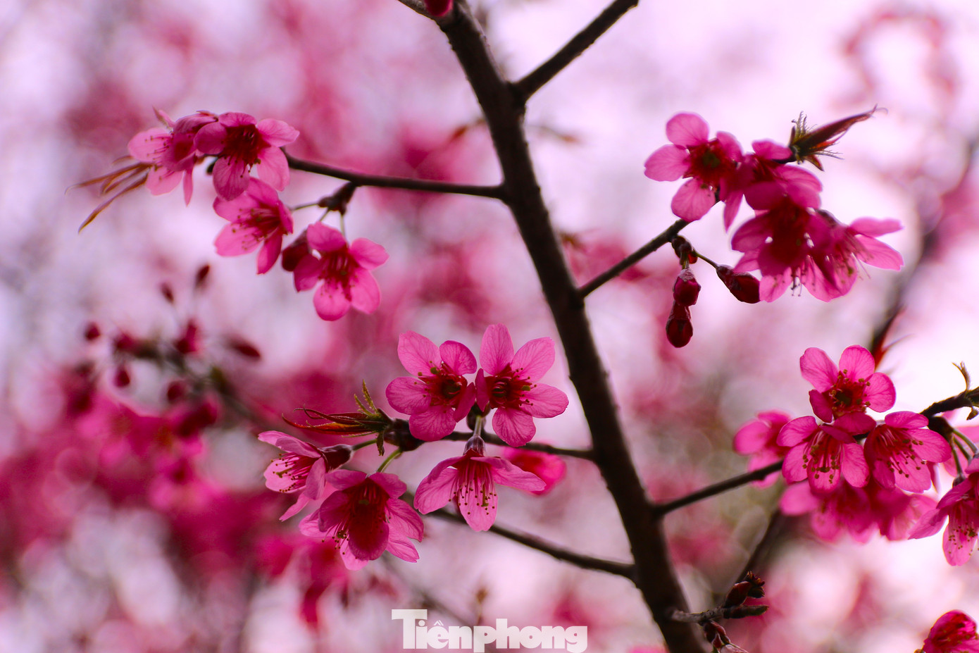 Hoa mọc nhiều ở trên núi đồi thuộc địa bàn huyện Mù Cang Chải như xã Nậm Khắt, Púng Luông, Dế Xu Phình, Lao Chải, Khao Pang... và đặc biệt là La Pán Tẩn.