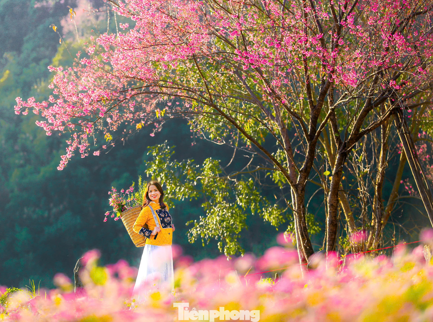 Mùa hoa Tớ Dày thu hút nhiều du khách đến tham quan, chụp ảnh. Chị Phạm Yến Chi (34 tuổi, ở Hà Nội) đến Mù Cang Chải trong chuyến du lịch Tây Bắc những ngày đầu năm mới.