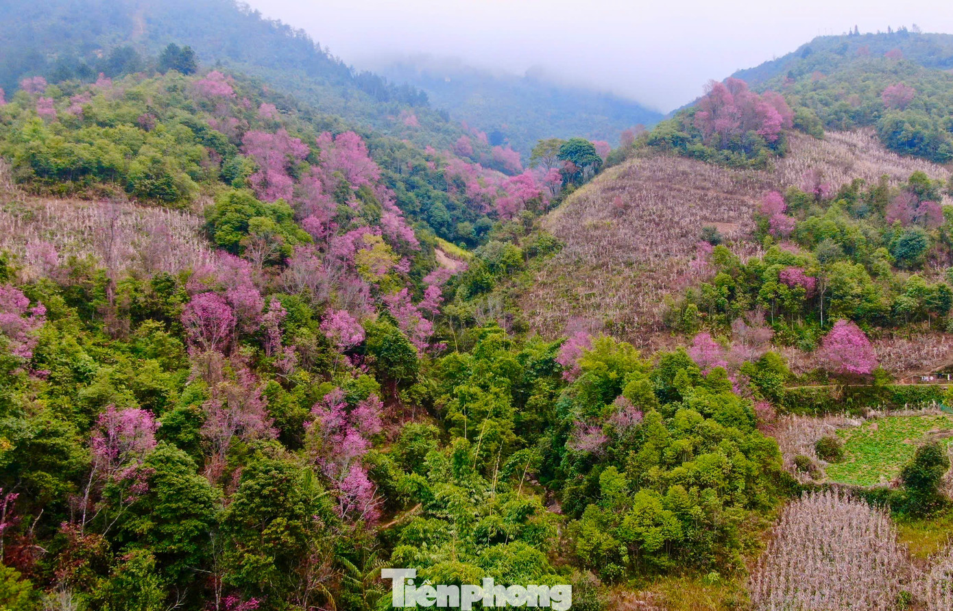 Hoa Tớ Dày nở đẹp nhất từ giữa tháng 12 đến hết tháng 1 Dương lịch hàng năm, cũng đúng vào dịp Tết năm nay.