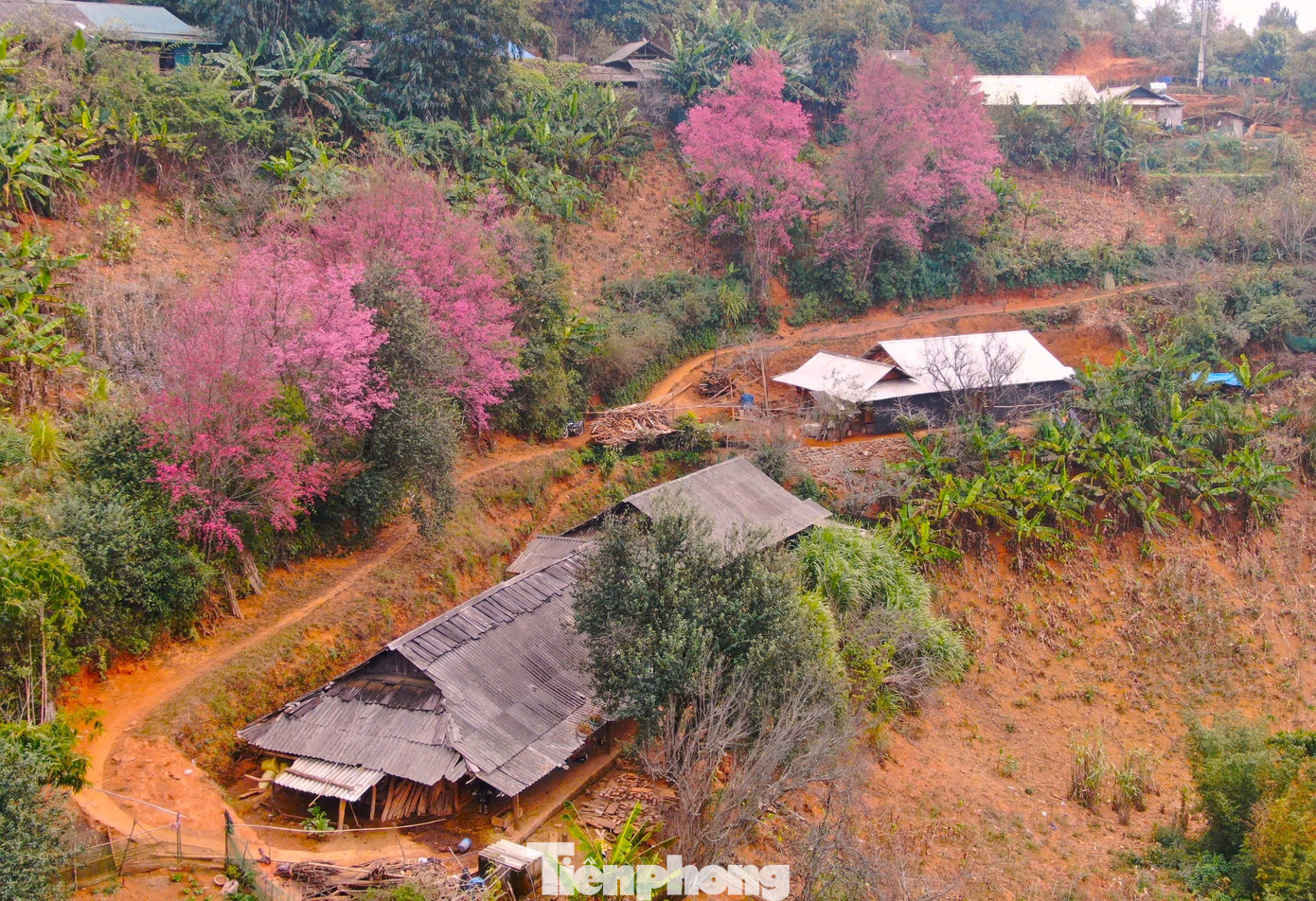 Anh Giàng A Chay (hướng dẫn viên người bản địa) chia sẻ, ngoài 2 thời điểm mùa vàng và mùa nước đổ để chiêm ngưỡng những thửa ruộng bậc thang, những ngày từ tháng 12 dương lịch đến tháng 1 năm sau, du khách đến Mù Cang Chải thường lựa chọn tour ngắm hoa Tớ Dày, hoa Tam giác mạch...