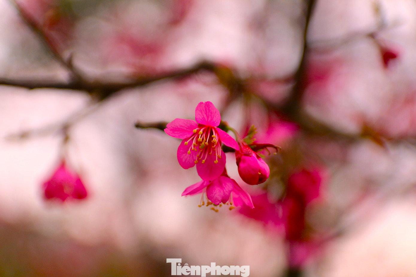 Khi hoa bung nở trên nương, điểm tô sắc thắm cho đại ngàn ở huyện vùng cao Mù Cang Chải, làm bừng sáng không gian núi đồi, bản làng như được khoác lên mình một màu áo mới...