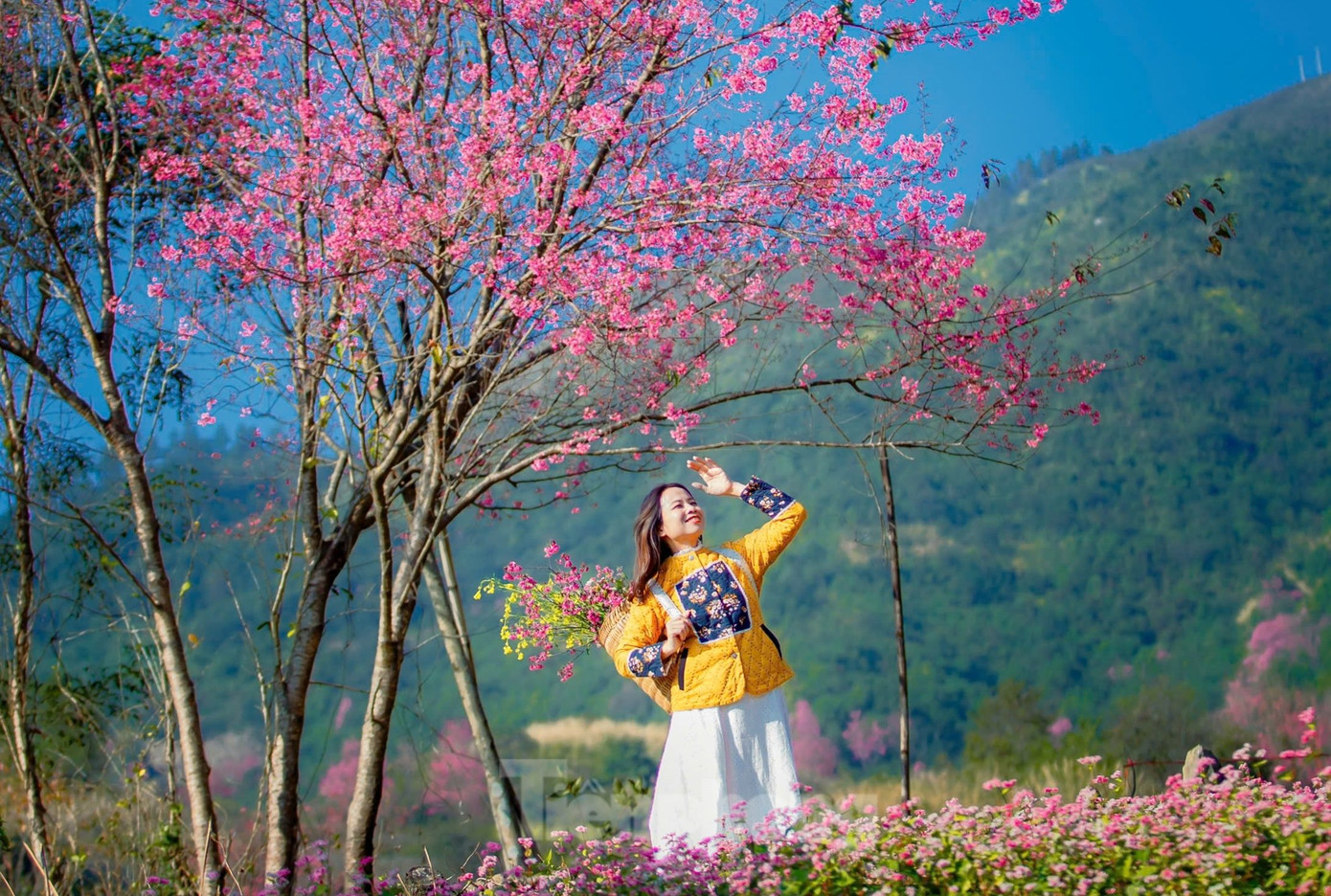 Chị Chi cho biết thời tiết ở đây rất lạnh, bù lại, chị cảm thấy vô cùng thỏa mãn khi được chiêm ngưỡng hoa Tớ Dày nở rộ trên núi đồi nơi đây.