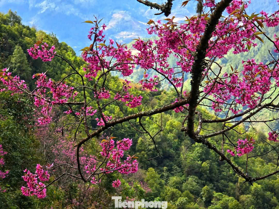 Chị Chi cho biết thời tiết ở đây rất lạnh, bù lại, chị cảm thấy vô cùng thỏa mãn khi được chiêm ngưỡng hoa Tớ Dày nở rộ trên núi đồi nơi đây.