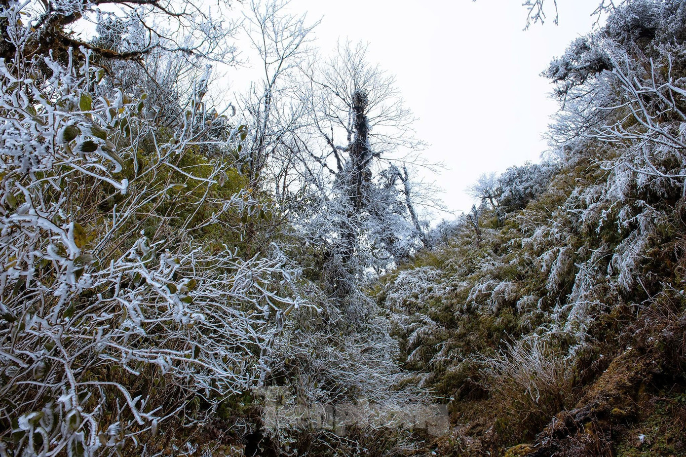 Trước tình hình này, tỉnh Yên Bái đã yêu cầu các địa phương chủ động phòng, chống rét cho gia súc, gia cầm; khuyến cáo người dân trong những ngày nhiệt độ giảm sâu không thả rông gia súc, quây kín và chuẩn bị sẵn thức ăn cho đàn vật nuôi.