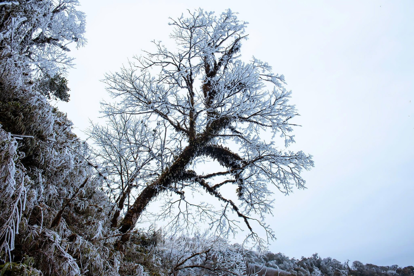 Cây cối được phủ một màu trắng xóa tạo nên cảnh tượng thiên nhiên hùng vĩ giữa núi rừng Tây Bắc.