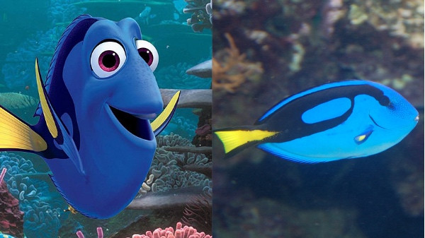 Phim hoạt hình ‘Đi tìm Dory’ khiến cá cảnh ở Singapore đắt hàng ảnh 2