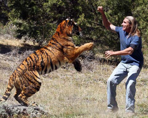 Miller, 45 tuổi, ở bang California đang huấn luyện con hổ 180 kg tại trung tâm huấn luyện Big Bear do chính ông thành lập. Việc huấn luyện này nhằm mục đích giúp con hổ sẵn sàng cho vai diễn trong bộ phim bom tấn sắp tới