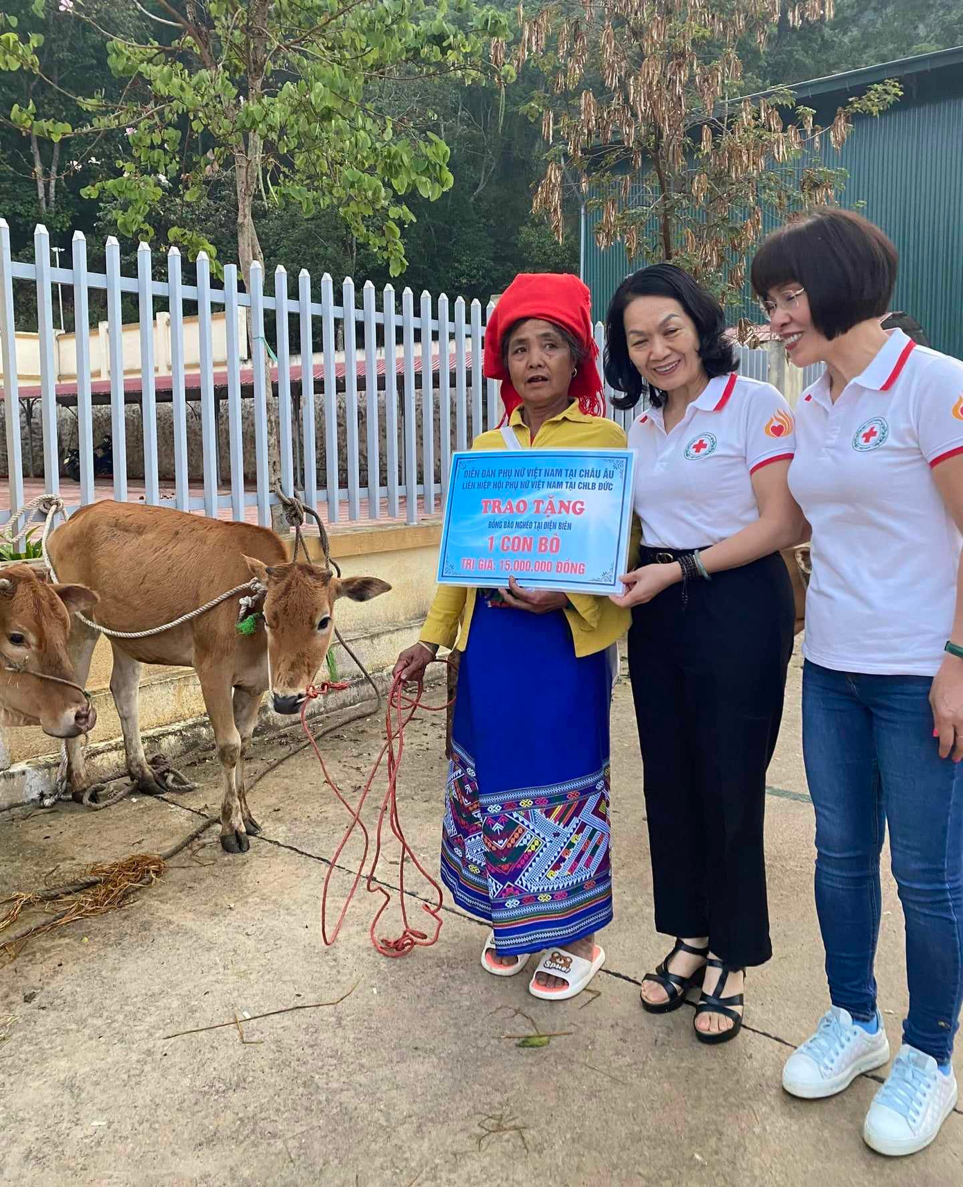 Tặng bò sinh sản cho một hộ nghèo ở Điện Biên.