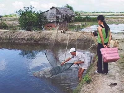 Tôm giống đã bị chết sau 2 tháng nuôi ở Trà Cú (Trà Vinh) 