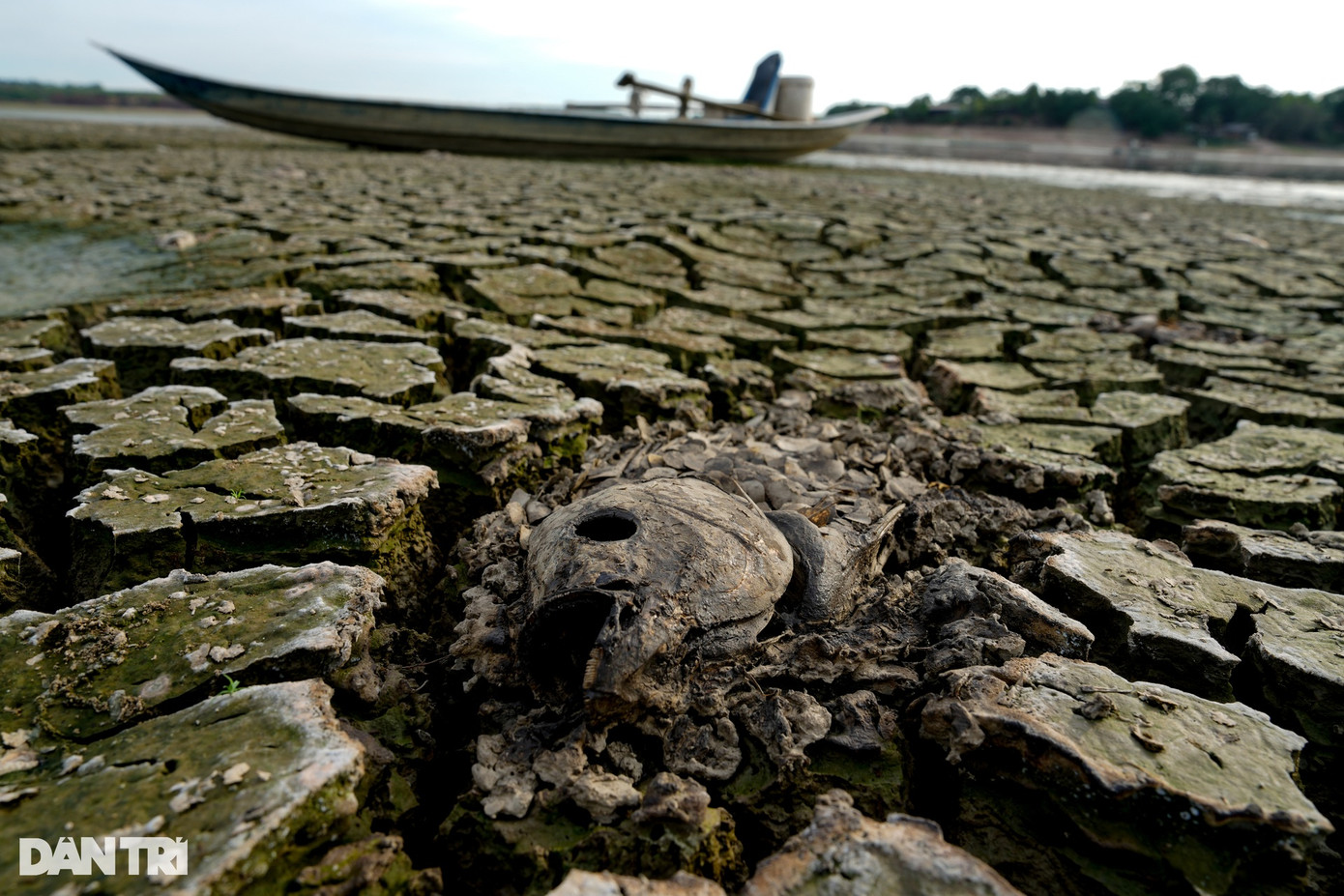 Nắng nóng kéo dài, hồ Sông Mây cạn trơ đáy, diện tích mặt nước giảm từ 196ha hiện chỉ còn khoảng 2ha. Độ sâu mực nước thấp (nơi sâu nhất khoảng 1m nước), số lượng cá trong hồ chết gần hết.