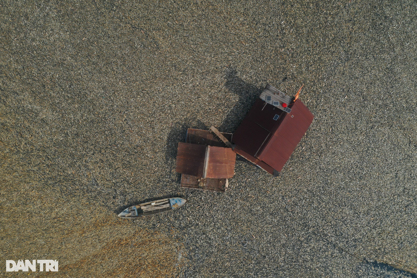 Hàng trăm tấn cá nuôi tự nhiên chết nổi trắng mặt hồ, bao quanh các nhà bè nằm trong lòng hồ Sông Mây.