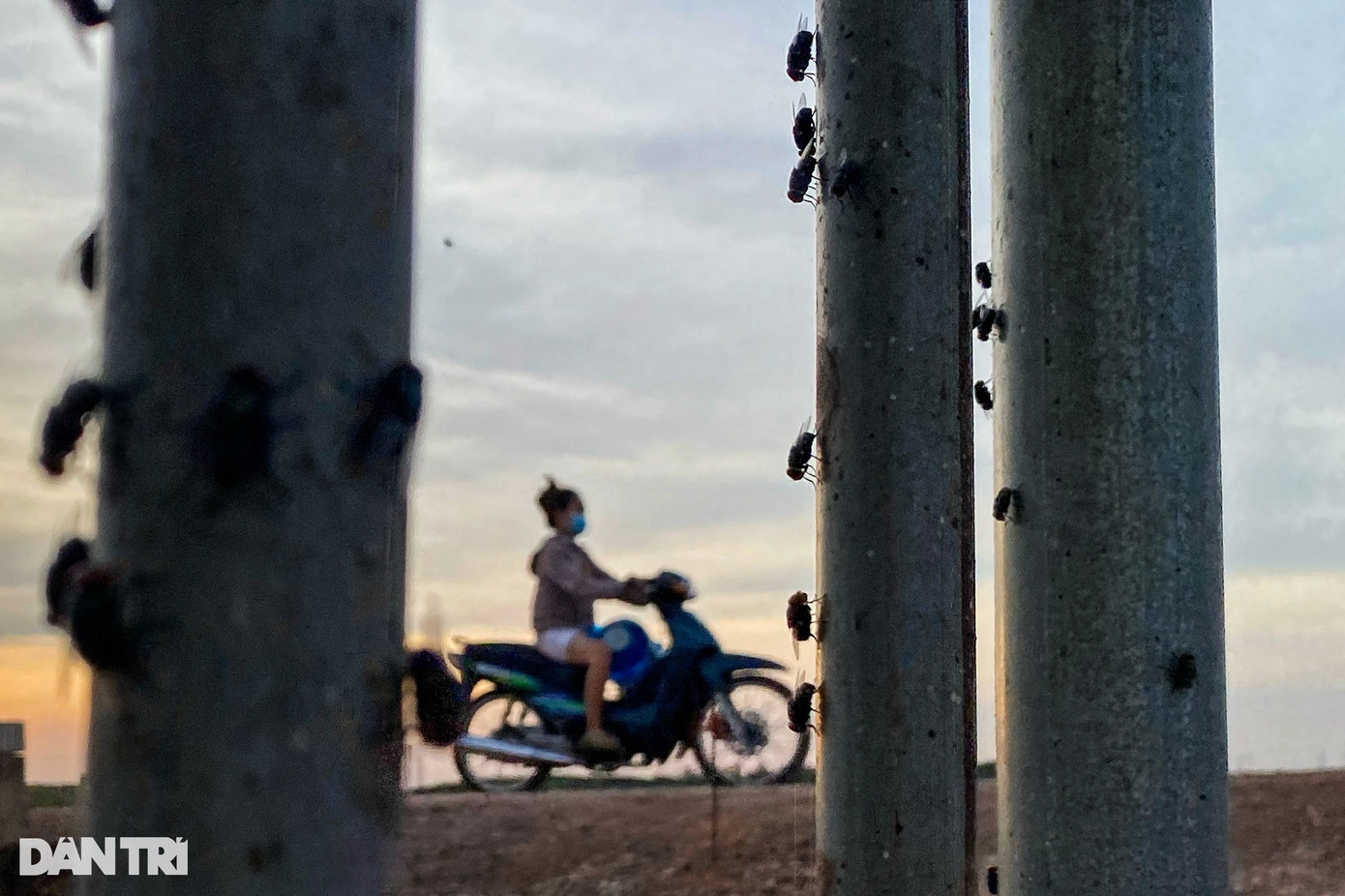 Việc cá chết hàng loạt, bốc mùi hôi thối khiến ruồi bu đầy các nhà dân ở xã Bình Minh và xã Bắc Sơn (huyện Trảng Bom, tỉnh Đồng Nai). Người dân ở đây lo lắng mùi thối từ cá chết sẽ ảnh hưởng đến sức khỏe, sinh hoạt gia đình gặp nhiều bất tiện. &quot;Dịp lễ 30/4 và 1/5 con cháu tôi không đứa nào dám về nhà chơi vì mùi hôi thối từ cá chết bốc lên nồng nặc. Tôi và vợ đã chịu đựng mùi thối này hơn 10 ngày. Tiết trời nắng nóng, mùi hôi tanh từ cá chết càng nghiêm trọng hơn&quot;, ông Trần Văn Nghĩa (62 tuổi, người dân ấp Tân Bắc, xã Bình Minh, huyện Trảng Bom) nói.