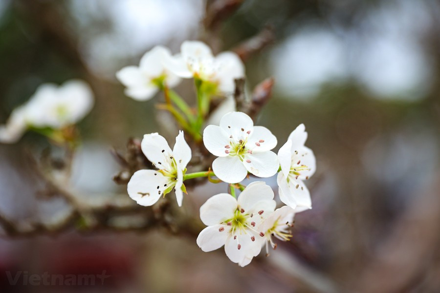 Hoa lê tượng trưng cho vẻ đẹp trong sáng, mong manh và tinh khiết, tạo nên sự khác lạ và độc đáo. (Ảnh: Hoài Nam/Vietnam+)