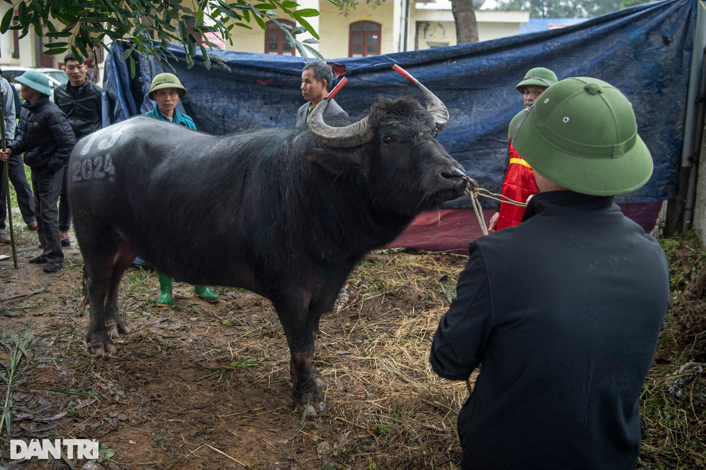 Trâu tham gia chọi phải là trâu khỏe mạnh, đạt đủ các tiêu chuẩn do ban tổ chức đưa ra về số năm tuổi, chiều cao, cân nặng, sức khỏe. Mỗi chú trâu đều được đánh số trên người theo tên đội tham dự.