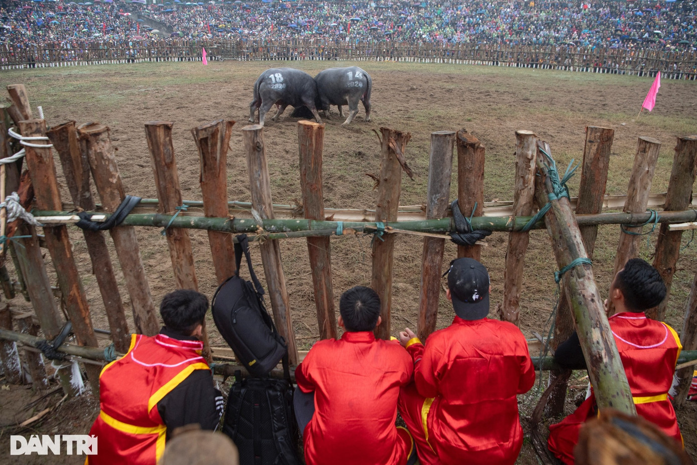 Các chủ trâu đứng bên ngoài liên tục hò reo, cổ vũ, chỉ đạo trâu chọi thi đấu bên trong.