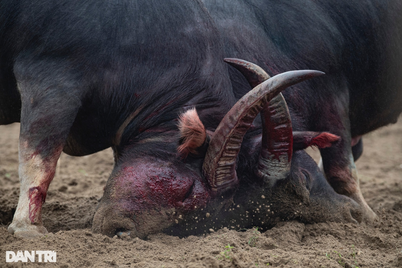 Thương tích đầy mình là điều không tránh khỏi sau các pha va chạm giữa các "ông Cầu", đặc biệt ở phần đầu.