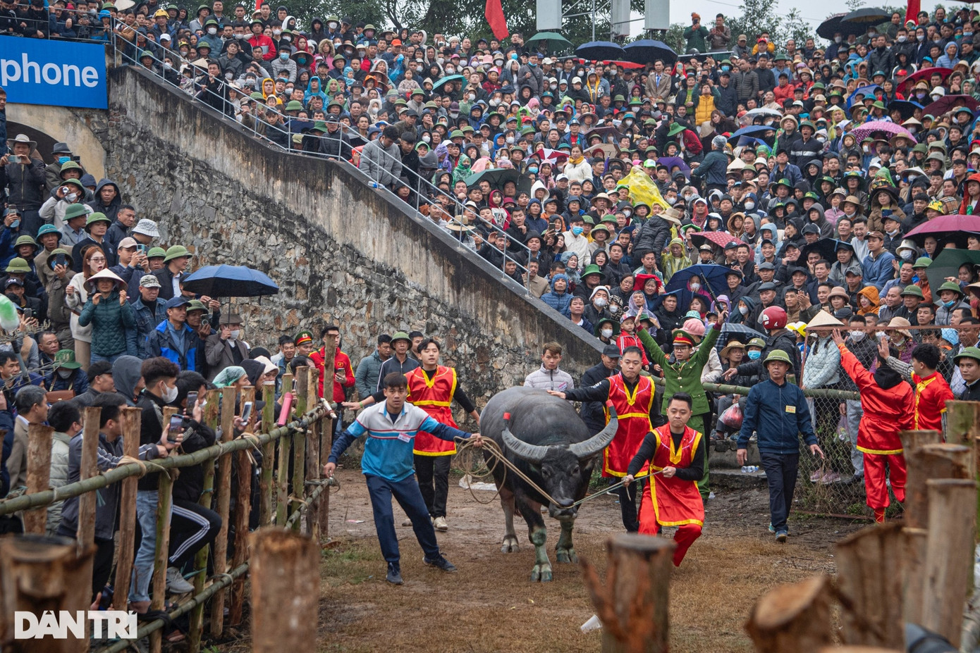 Theo thông tin từ UBND xã Hải Lựu, Lễ hội chọi trâu Hải Lựu năm 2024 được tổ chức từ ngày 24 đến ngày 26/2 (tức 15 - 17 tháng Giêng) tại sân vận động xã Hải Lựu với 20 ông Cầu đến từ 10 thôn tham gia tranh tài. Trong đó, ngày 15 tháng Giêng diễn ra phần lễ, hai ngày còn lại là phần hội. 12 trận đấu đã được diễn ra ngày hôm qua để tìm ra các cặp đấu vào vòng chung kết.
