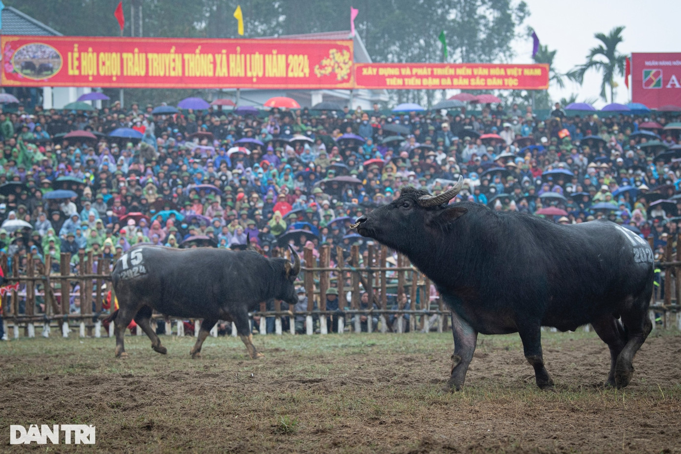 Để chuẩn bị cho Lễ hội chọi trâu Hải Lựu, những chủ trâu phải lặn lội khắp nhiều vùng để lựa ra những con trâu ưng ý, sau đó phải mất cả năm trời chăm sóc, huấn luyện những miếng đánh sở trường cho trâu. Tất cả các trâu tham gia lễ hội dù thắng hay thua đều sẽ được giết thịt để tế Thành hoàng làng, và phục vụ nhu cầu của người dân.