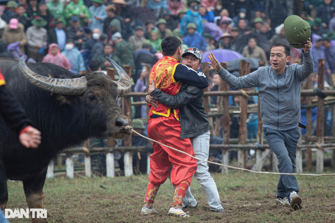 Niềm vui của chủ trâu và người hâm mộ khi trâu số 15 nhanh chóng có được chiến thắng trong trận chung kết.
