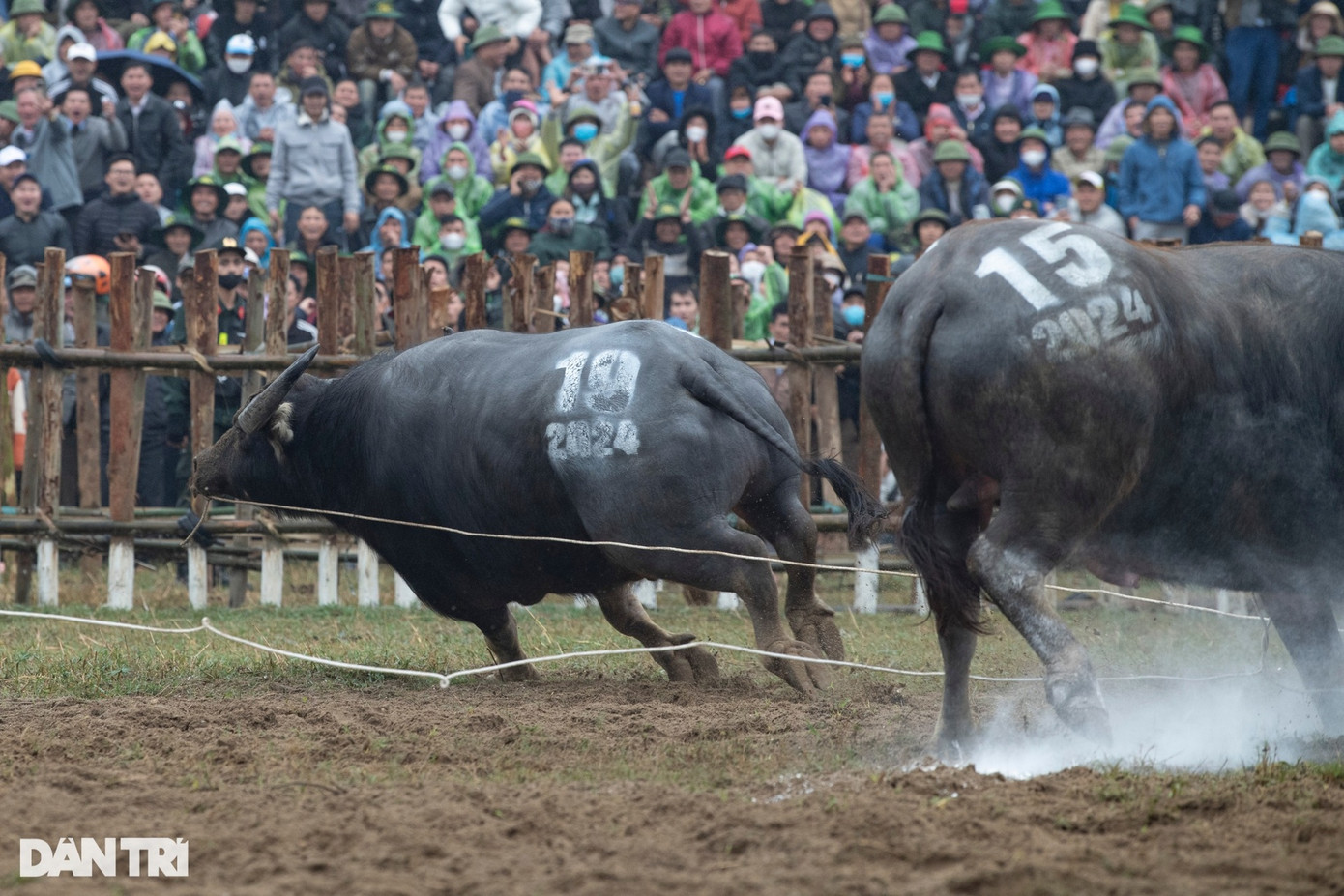 Sau các trận thi đấu bán kết quyết liệt, trận chung kết là màn so tài của 2 trâu chọi số 19 và 15. Khởi động trận đấu với khoảng 15 phút thăm dò không con nào chịu ra đòn tấn công, 2 "ông Cầu" đã có sự hỗ trợ từ phía trọng tài thực hiện động tác ép chạc (buộc dây vào mũi), ép trâu phải thi đấu. Không mất quá nhiều thời gian sau khi bị trọng tài ép chạc, trâu số 15 nhanh chóng chiếm lợi thế, khiến đối thủ bỏ chạy và giành được phần thắng.