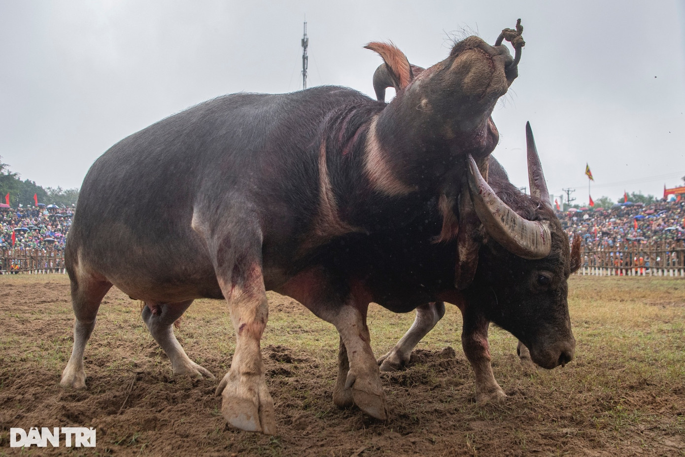 Dưới nhiệt độ lạnh khoảng 16 độ kèm mưa phùn, hai trận đấu bán kết diễn ra với nhiều pha tấn công quyết liệt của các trâu trọi.