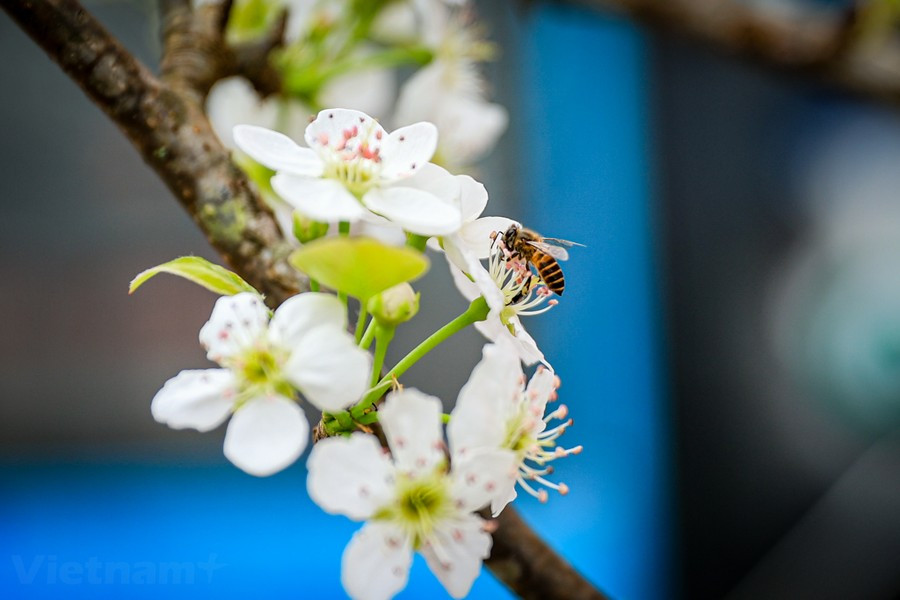 So với hoa đào, hoa lê rừng chơi được bền hơn, một cành tươi tốt có thể chơi được vài tháng. (Ảnh: Hoài Nam/Vietnam+)