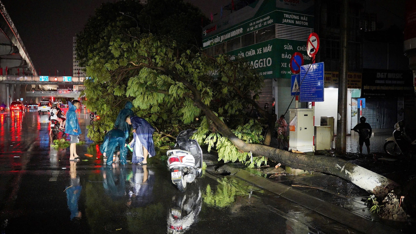 Cây xanh bật gốc ở Hồ Tùng Mậu Cây xanh bật gốc ở Hồ Tùng Mậu