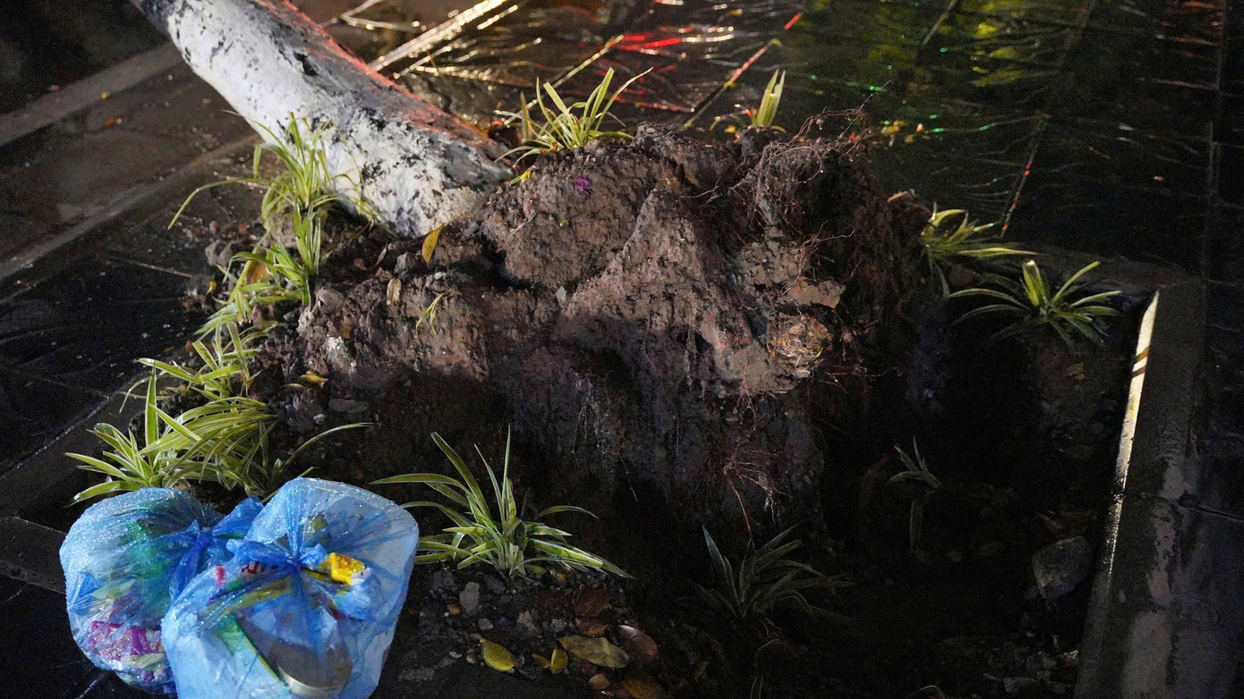 Cây xanh bật gốc ở Hồ Tùng Mậu Cây xanh bật gốc ở Hồ Tùng Mậu