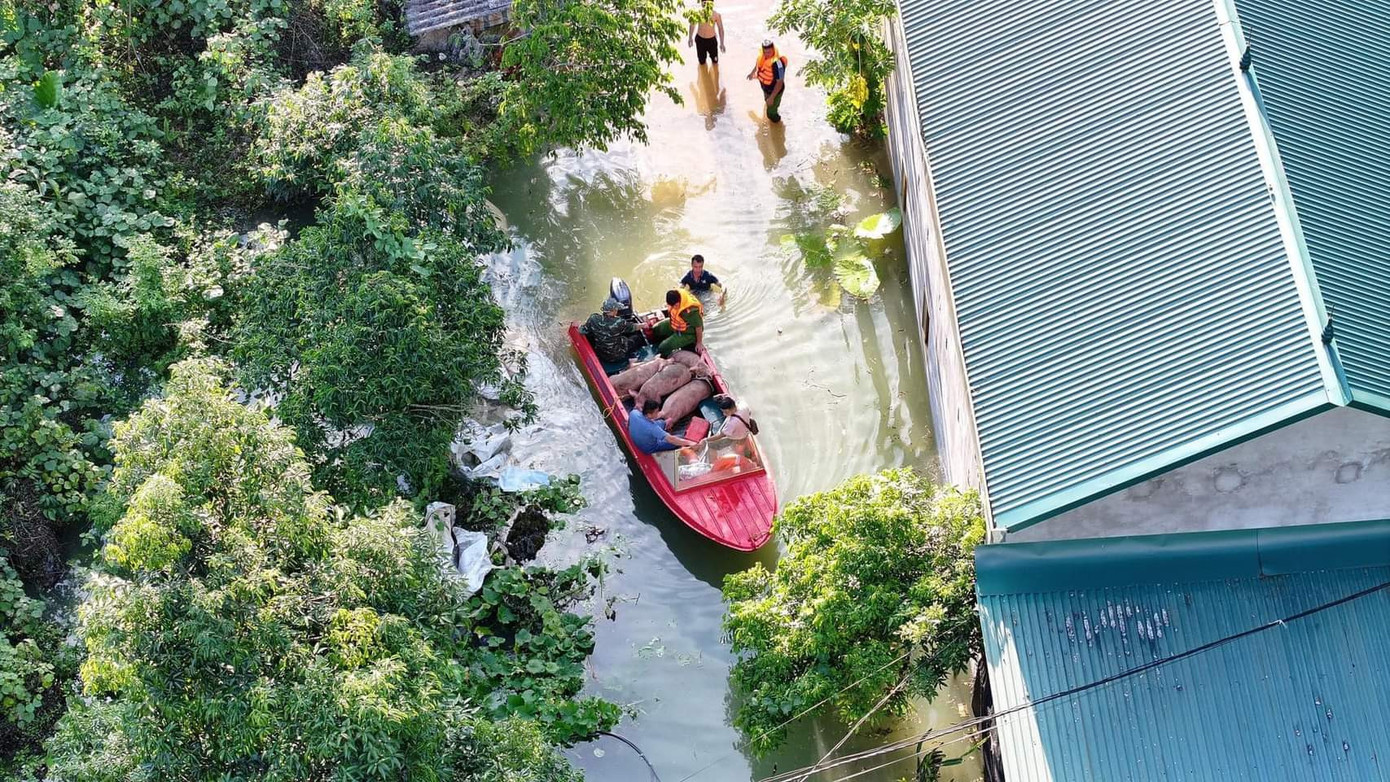 Theo ông Bào, mặc dù trời quang, tạnh mưa nhiều ngày nhưng hiện nay nước vẫn đang lên. Đây là trường hợp chưa từng xảy ra tại địa phương. Ảnh: CBH