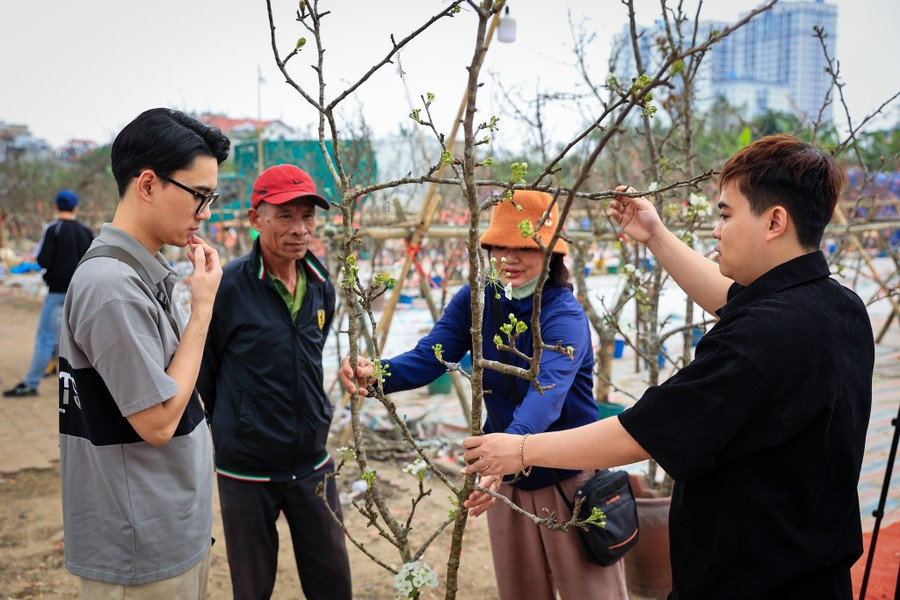 Giá các cành lê rừng dao động từ 50.000 đến cả chục triệu đồng. (Ảnh: Hoài Nam/Vietnam+)