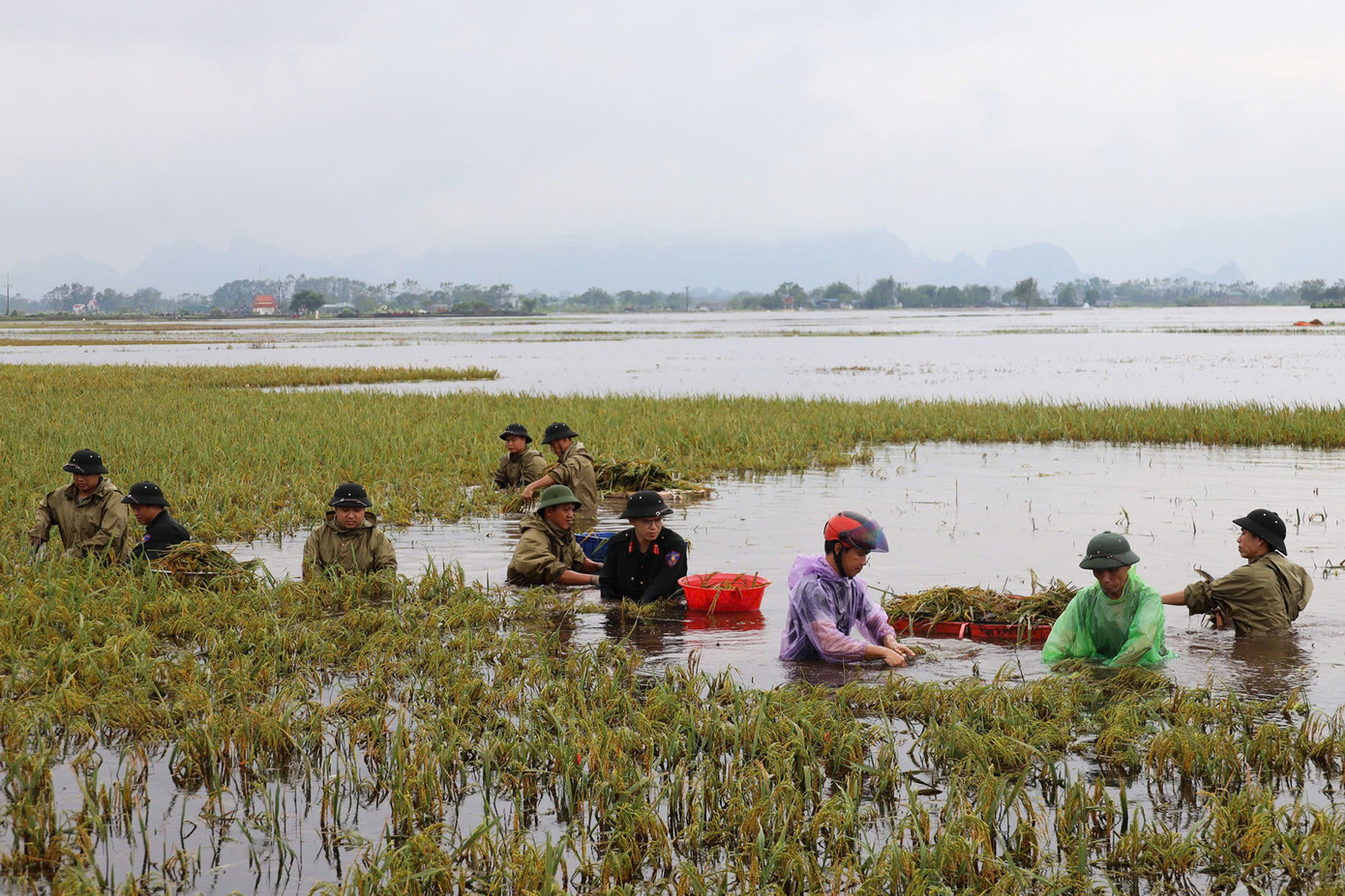 Cánh đồng của xã Mỹ Lương ngập sâu trong nước. Ảnh: Nguyễn Hằng