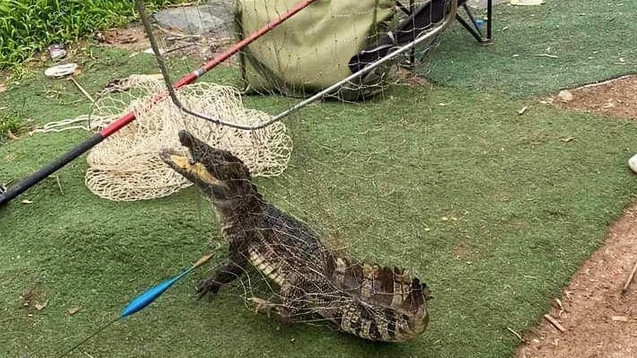 Người dân bất ngờ bắt được con cá sấu tại một hồ câu dịch vụ quận Hoàng Mai. (Ảnh: Người dân cung cấp) Người dân bất ngờ bắt được con cá sấu tại một hồ câu dịch vụ quận Hoàng Mai. (Ảnh: Người dân cung cấp)